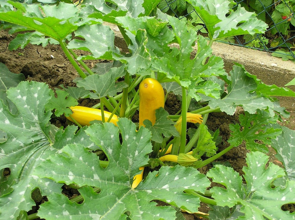 Preparing the Garden for Zucchini Planting