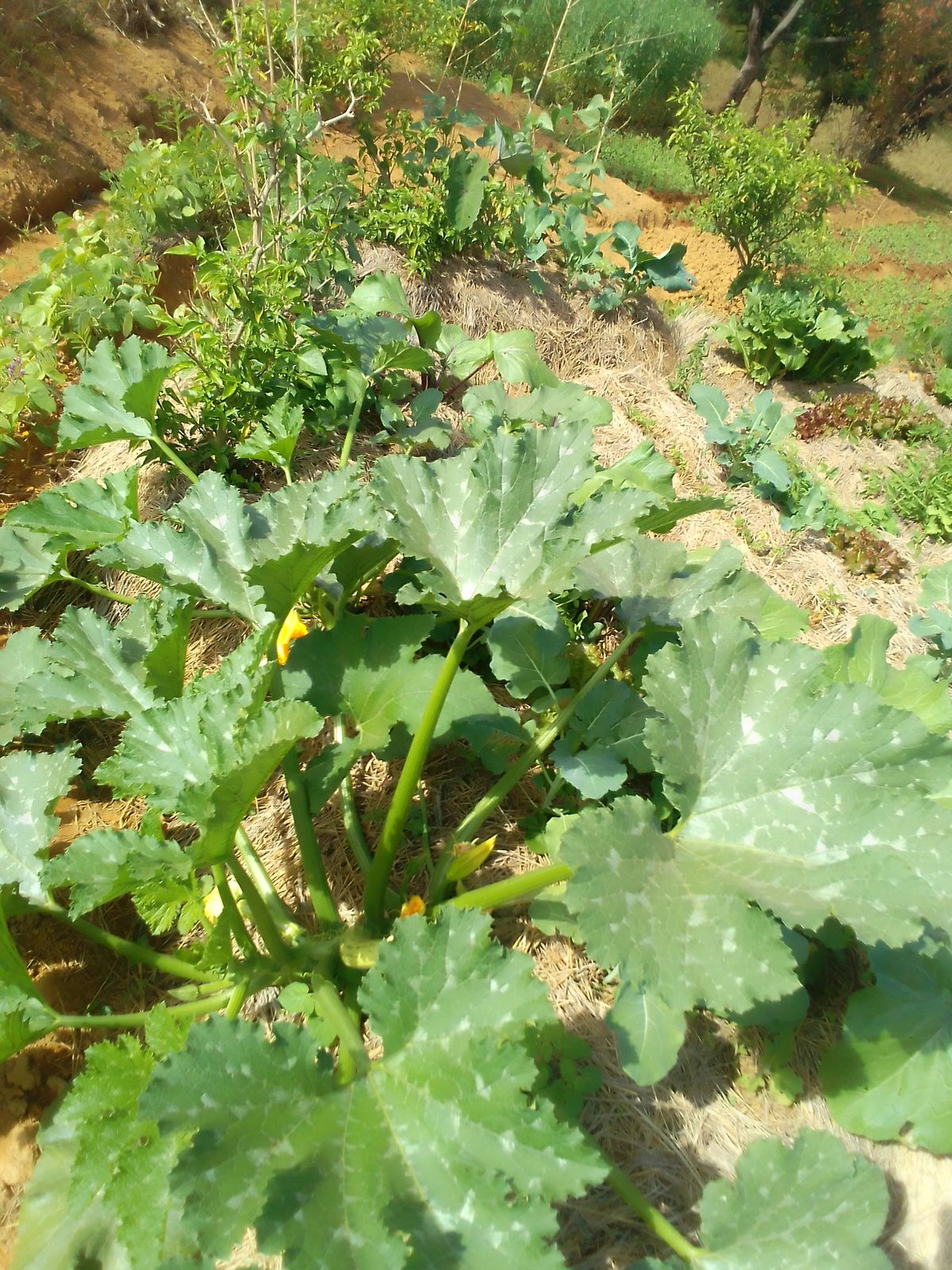 Optimizing Zucchini Growth
