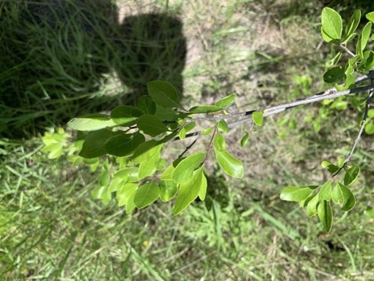 1. Selecting the Right Plum Tree
