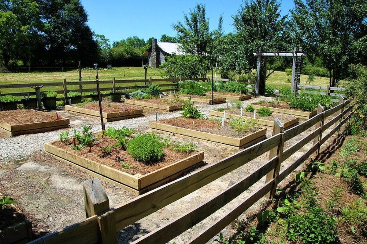 5. Preparing the Planting Site