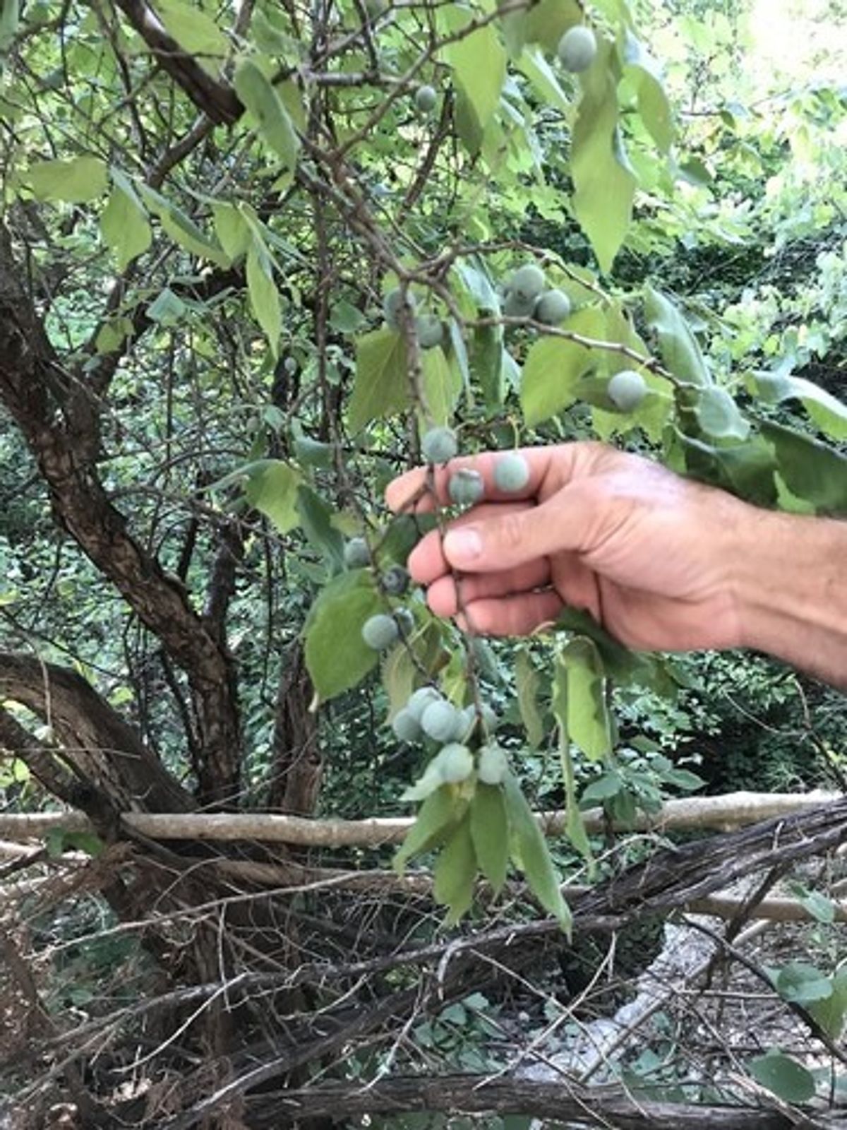 6. Planting Techniques for Plum Trees