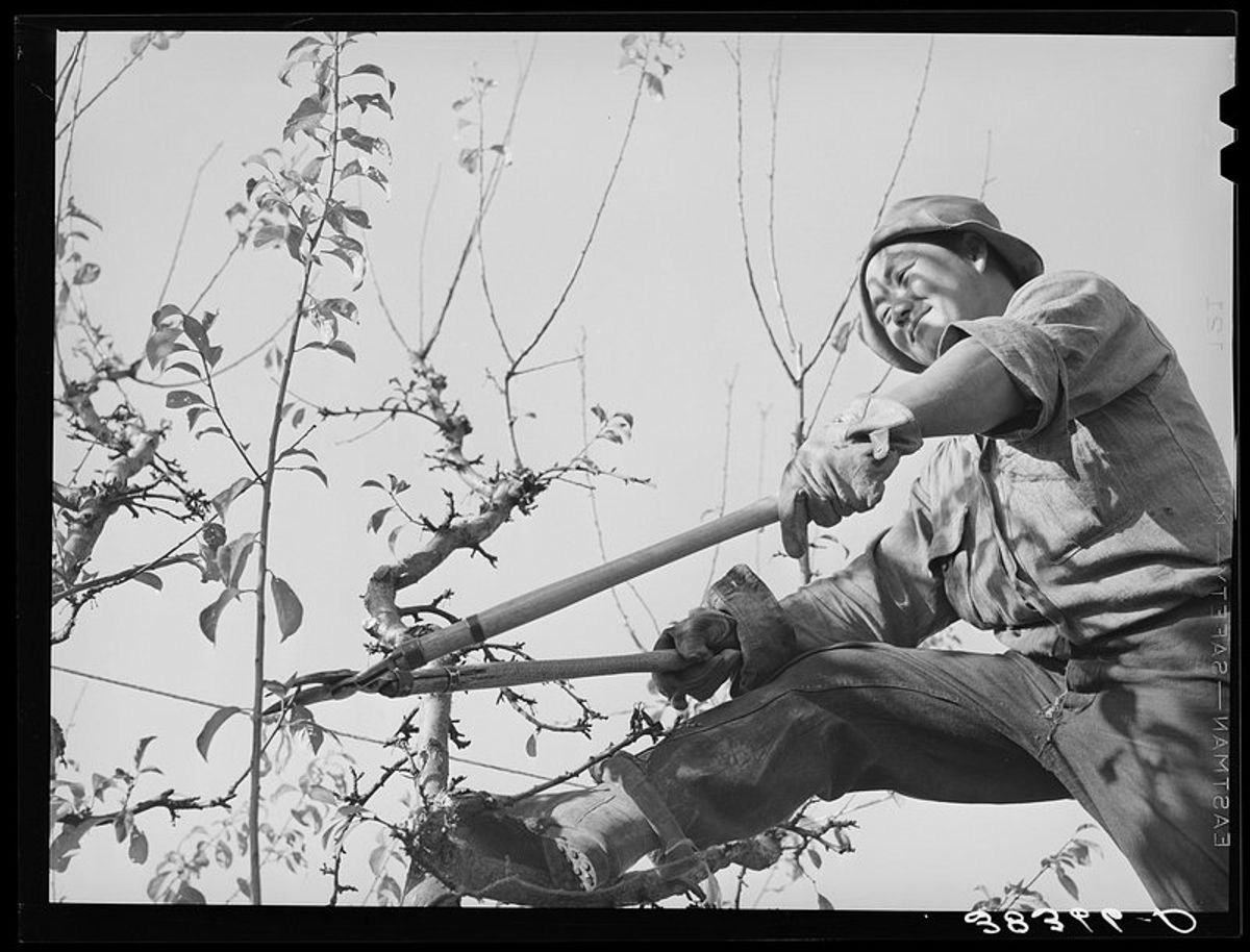 8. Pruning and Maintenance