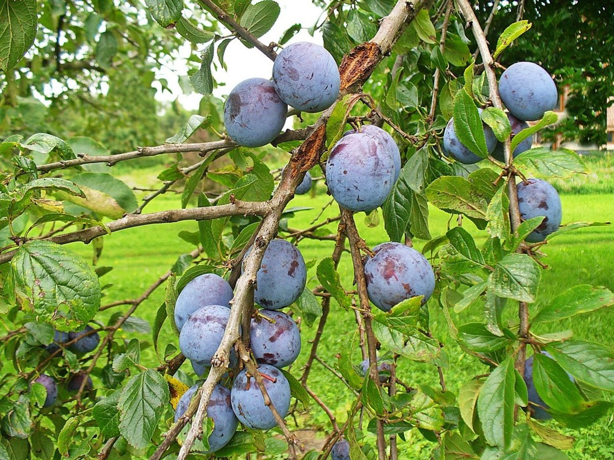 9. Protecting from Pests and Diseases