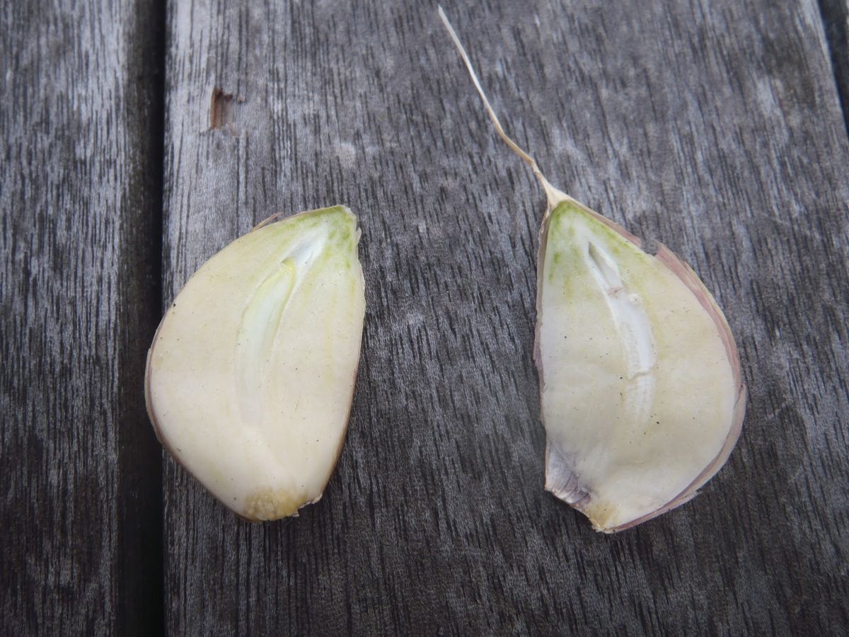 3. Garlic Variety Selection