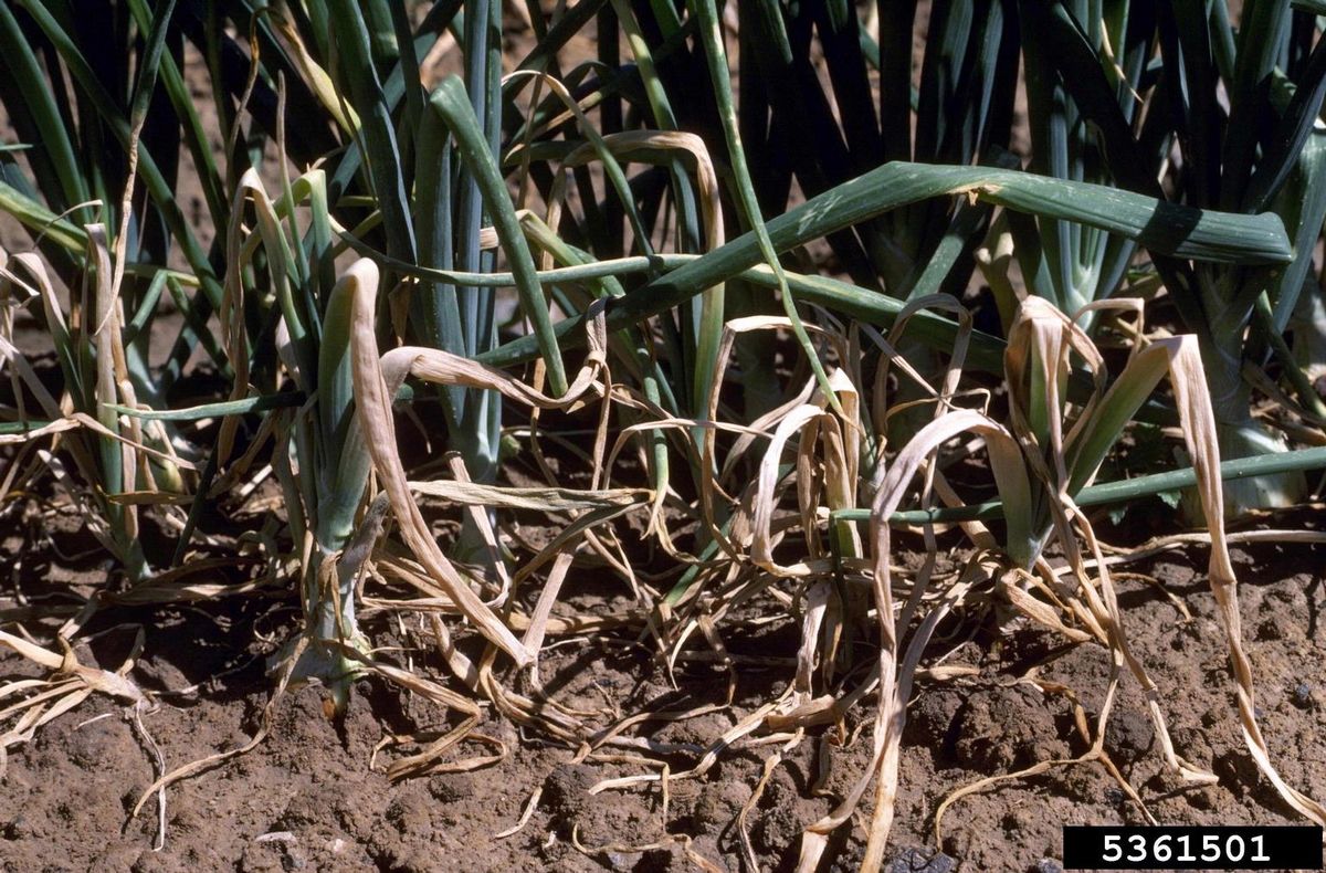 4. Organic Planting Techniques
