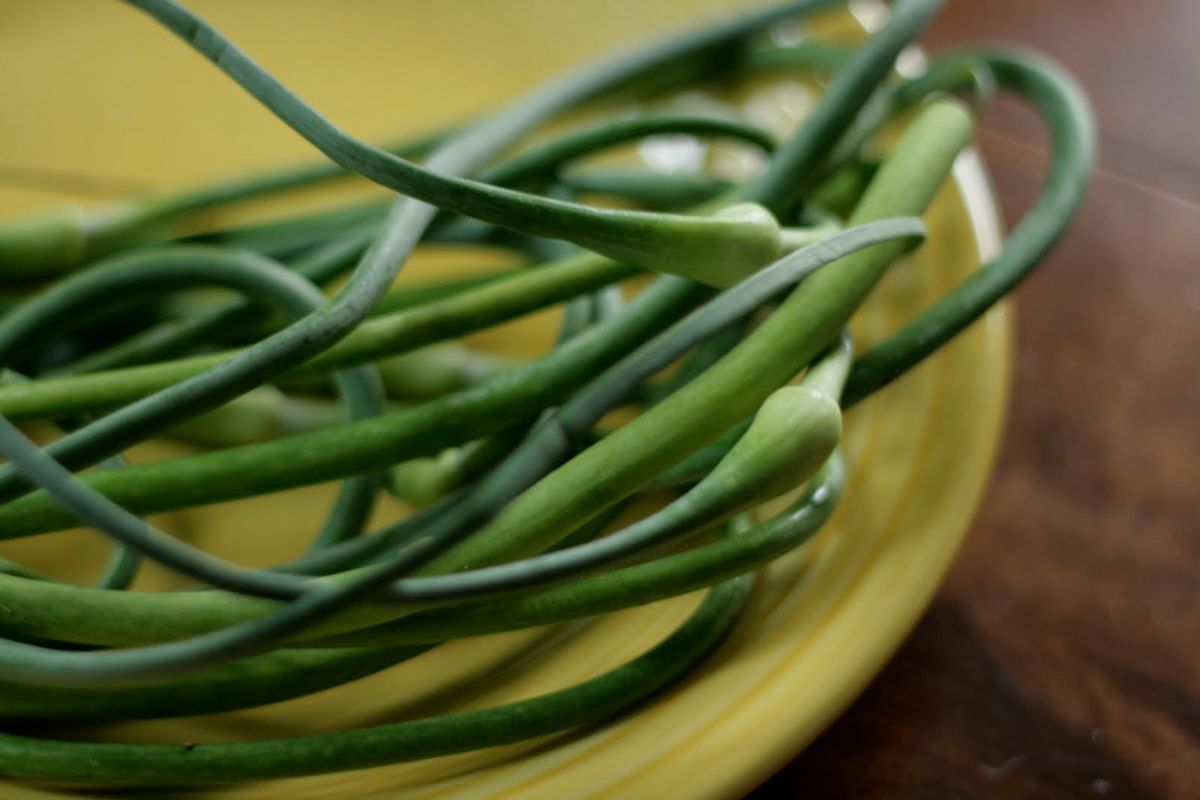 6. Garlic Scapes Harvesting