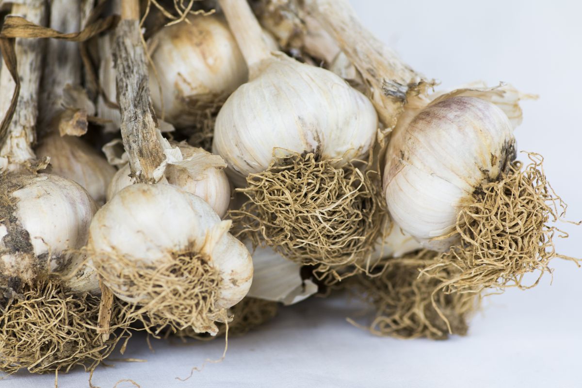 7. Hardneck vs. Softneck Garlic