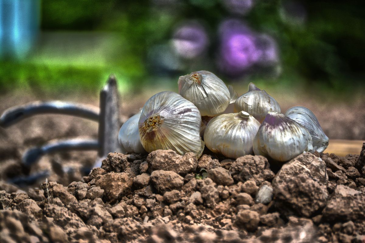 8. Garlic Preservation Methods