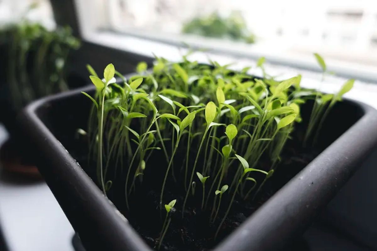 1. Pre-Sprouting Seeds