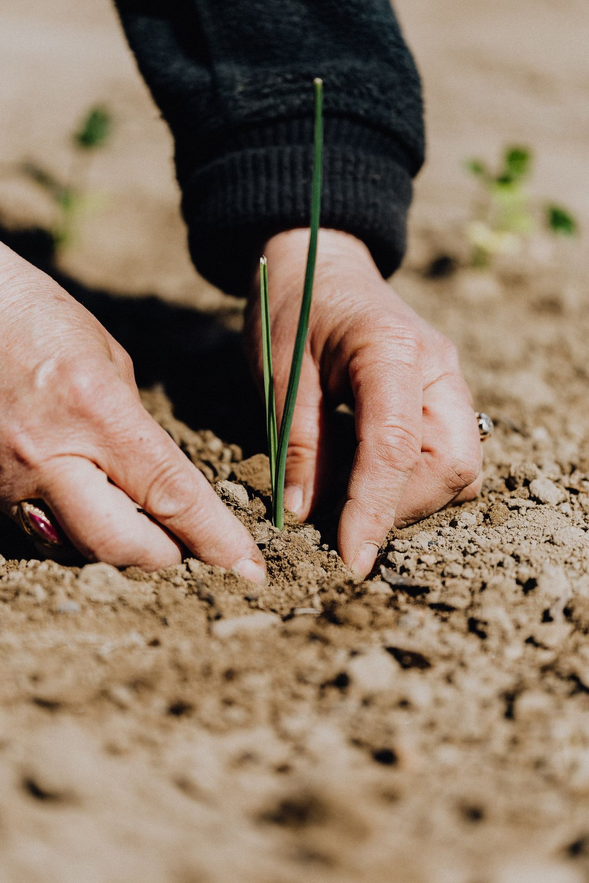 2. Direct Sowing