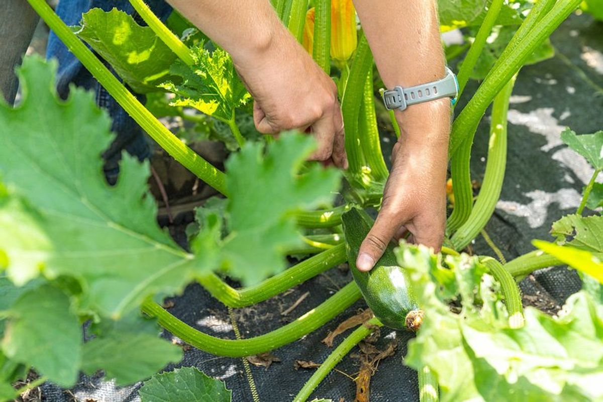Harvesting and Storing Zucchini