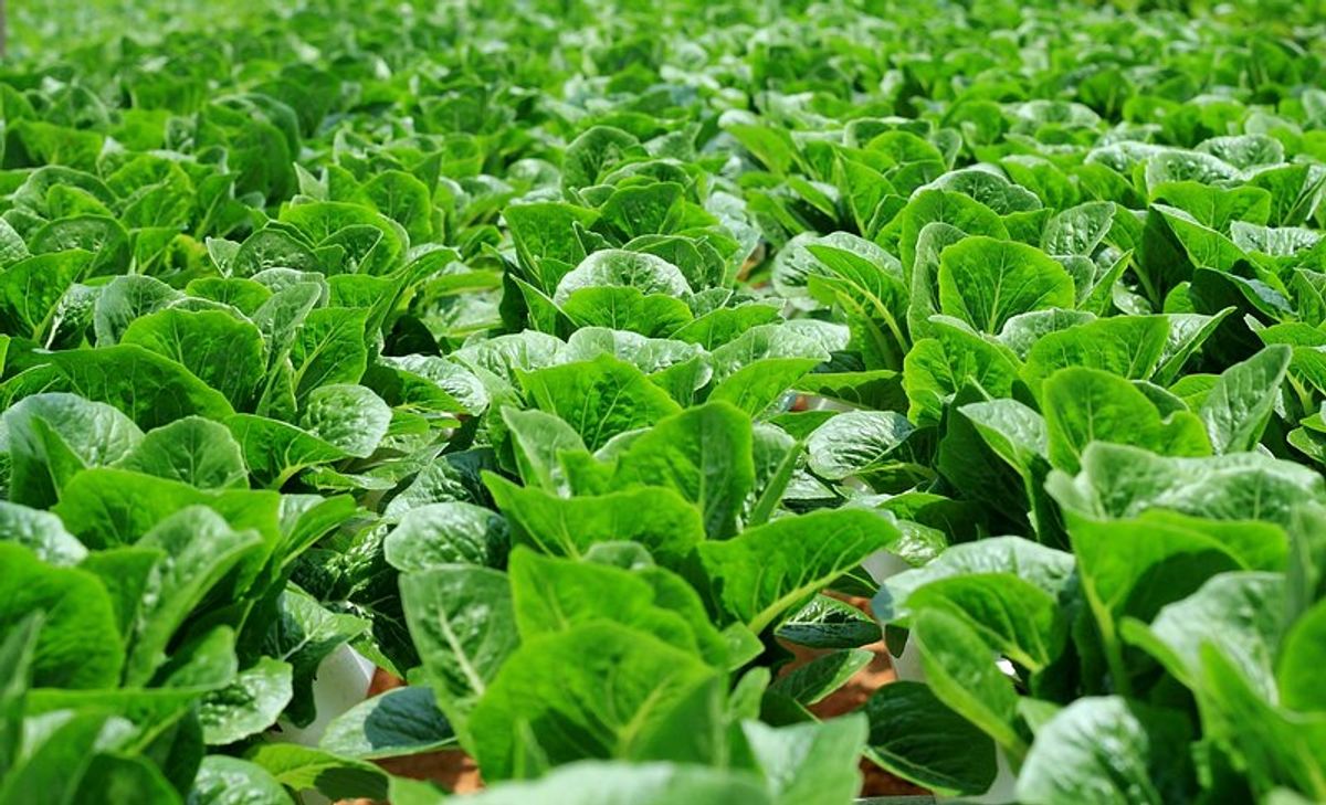 3. Crop Selection