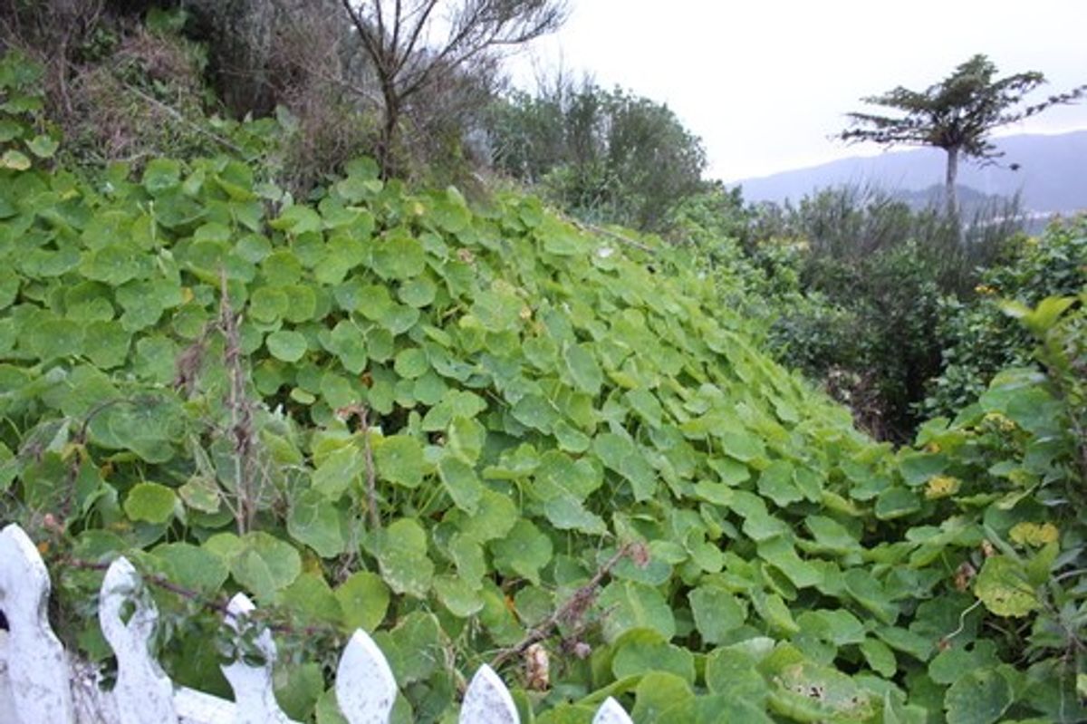 5. Permaculture Techniques