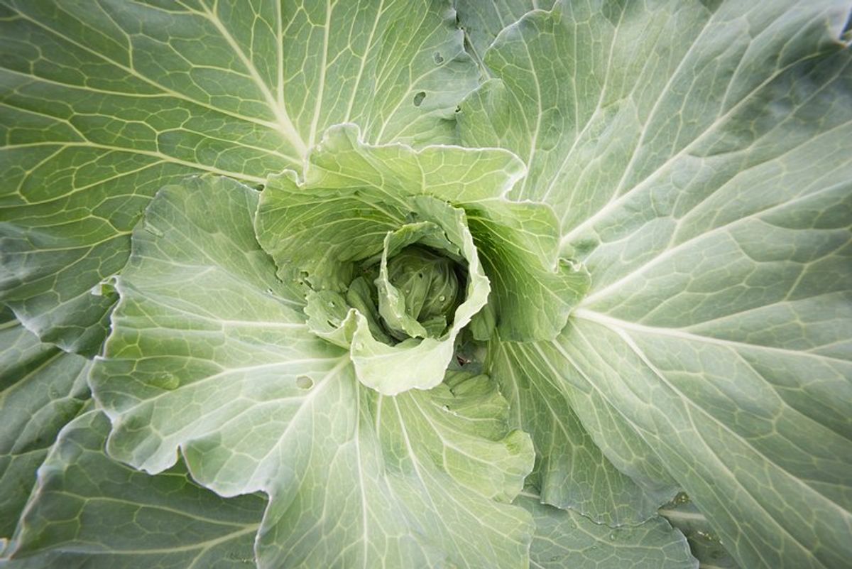 6. Drought Tolerance