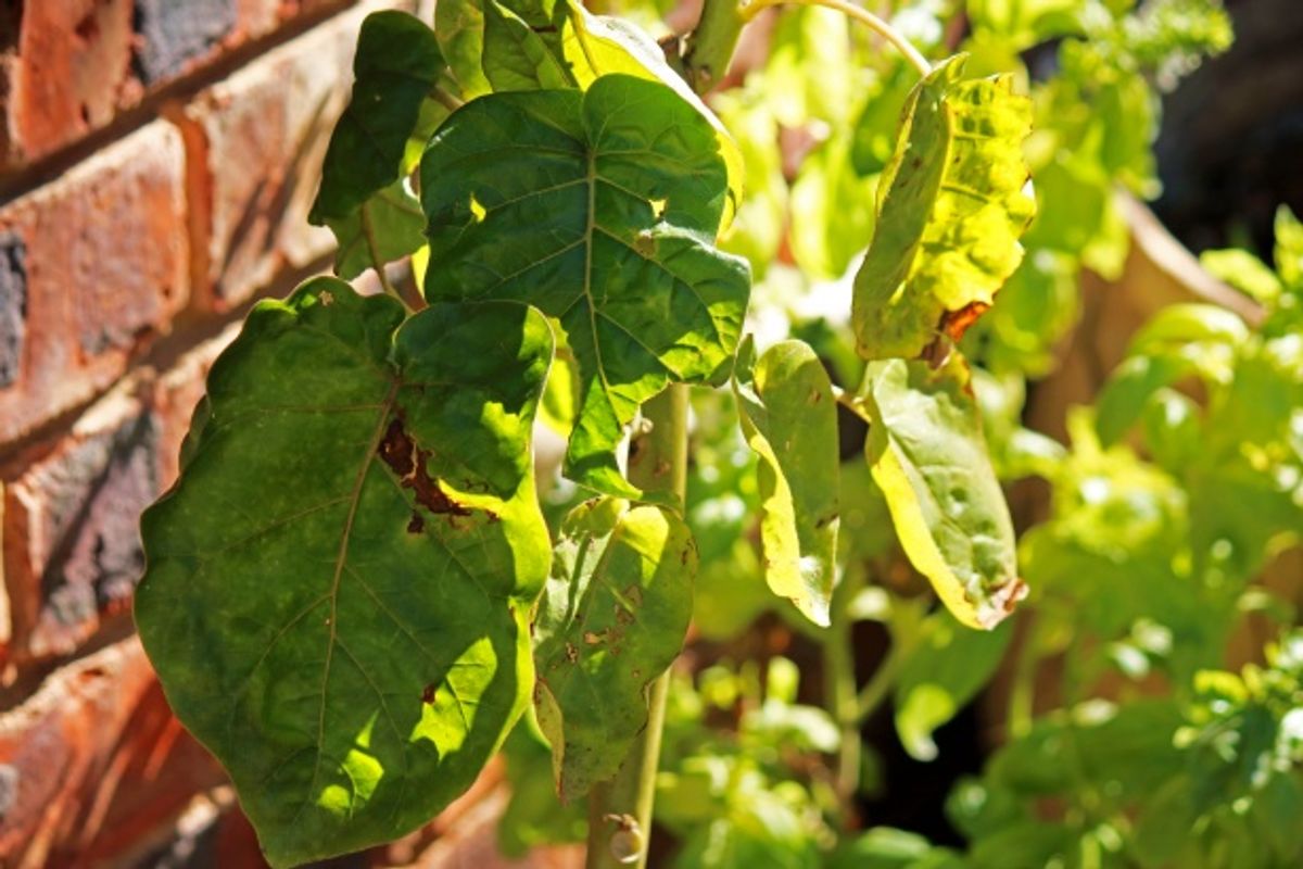 7. Tomato Planting