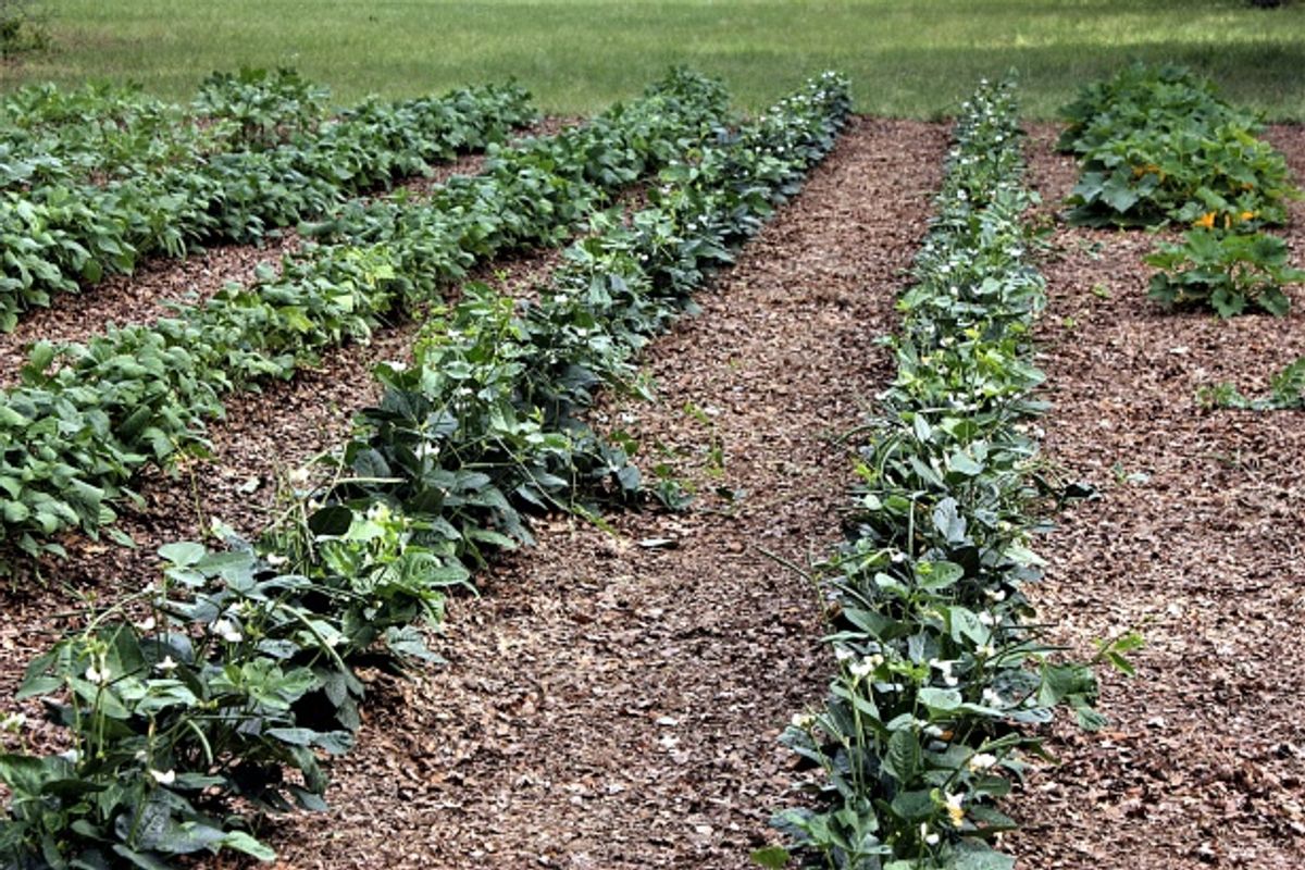 8. Plant Quantity