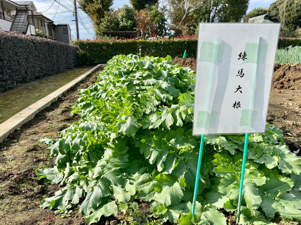 Leveraging Companion Planting