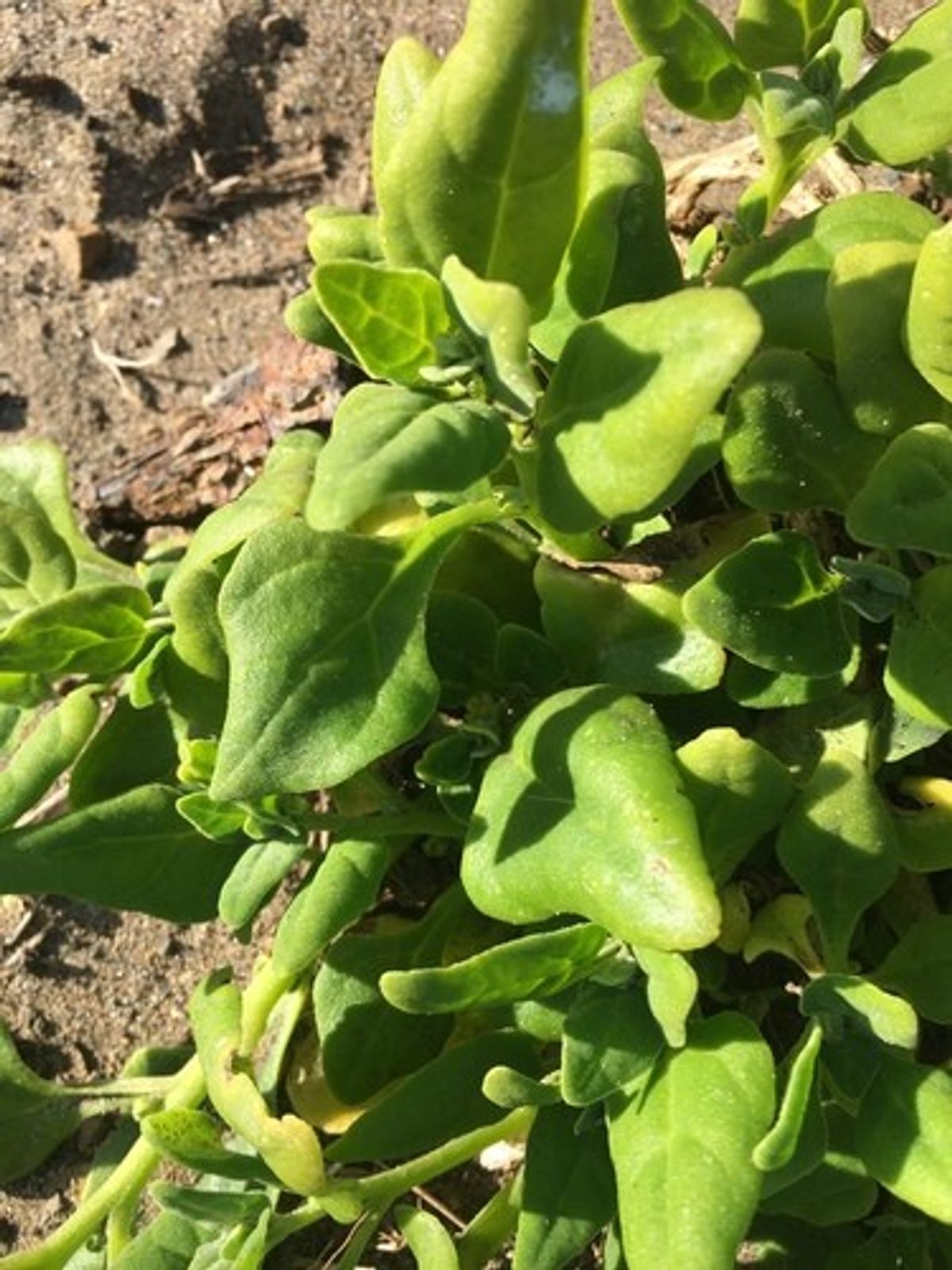 Preparing the Soil for Spinach Growth