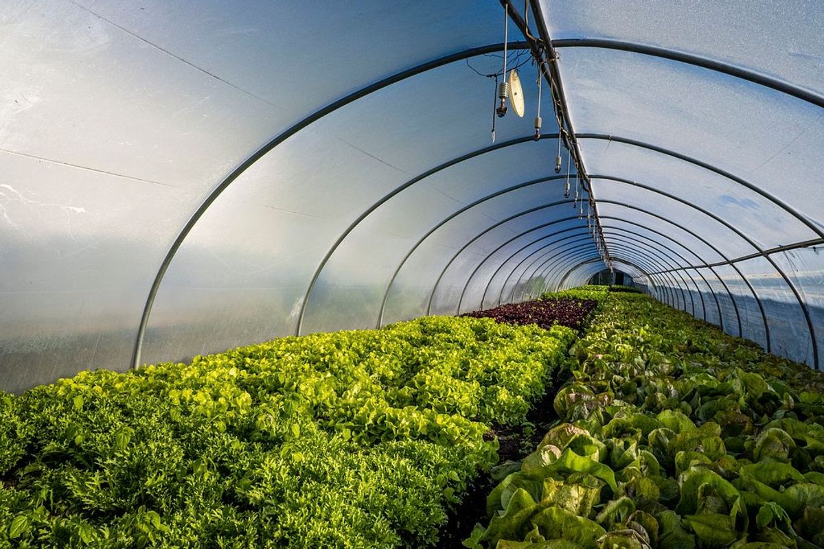 Optimal Growing Conditions for Spinach