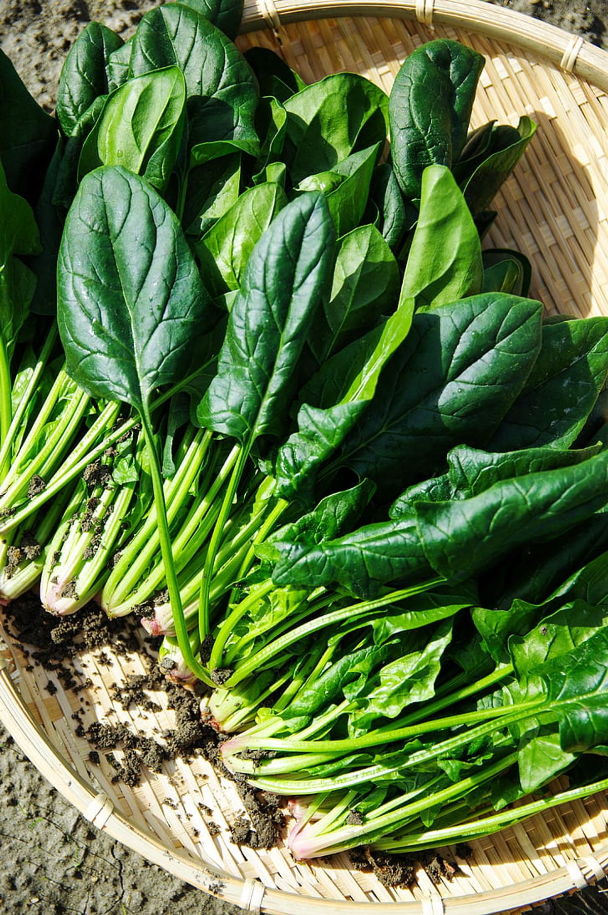 Pest and Disease Management in Spinach