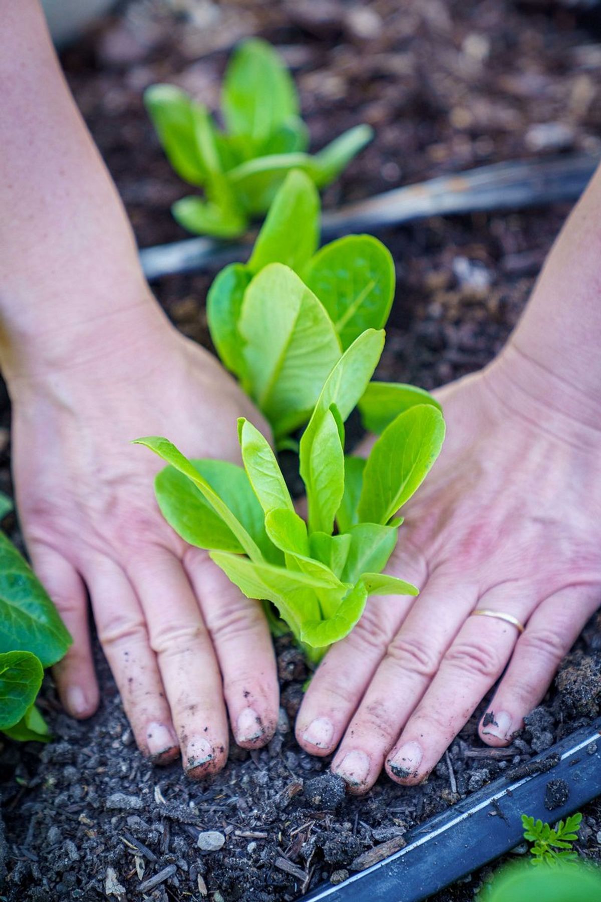 Sowing Strategies: Planting Carrots for Success