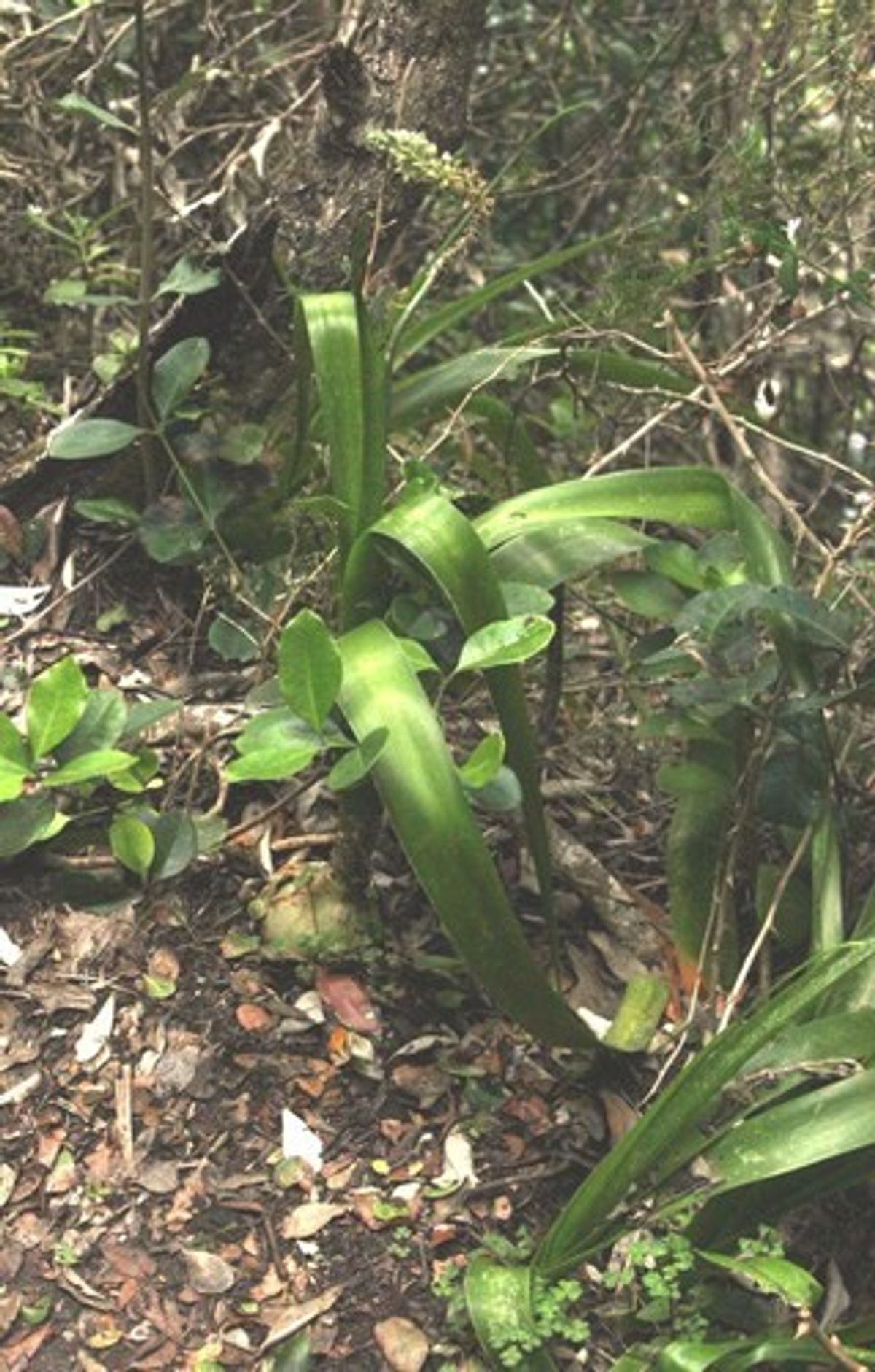 2. Tips Soil Fertility Enhancement