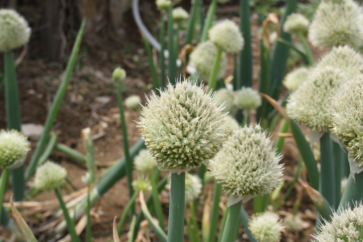 3. Optimal Plant Spacing