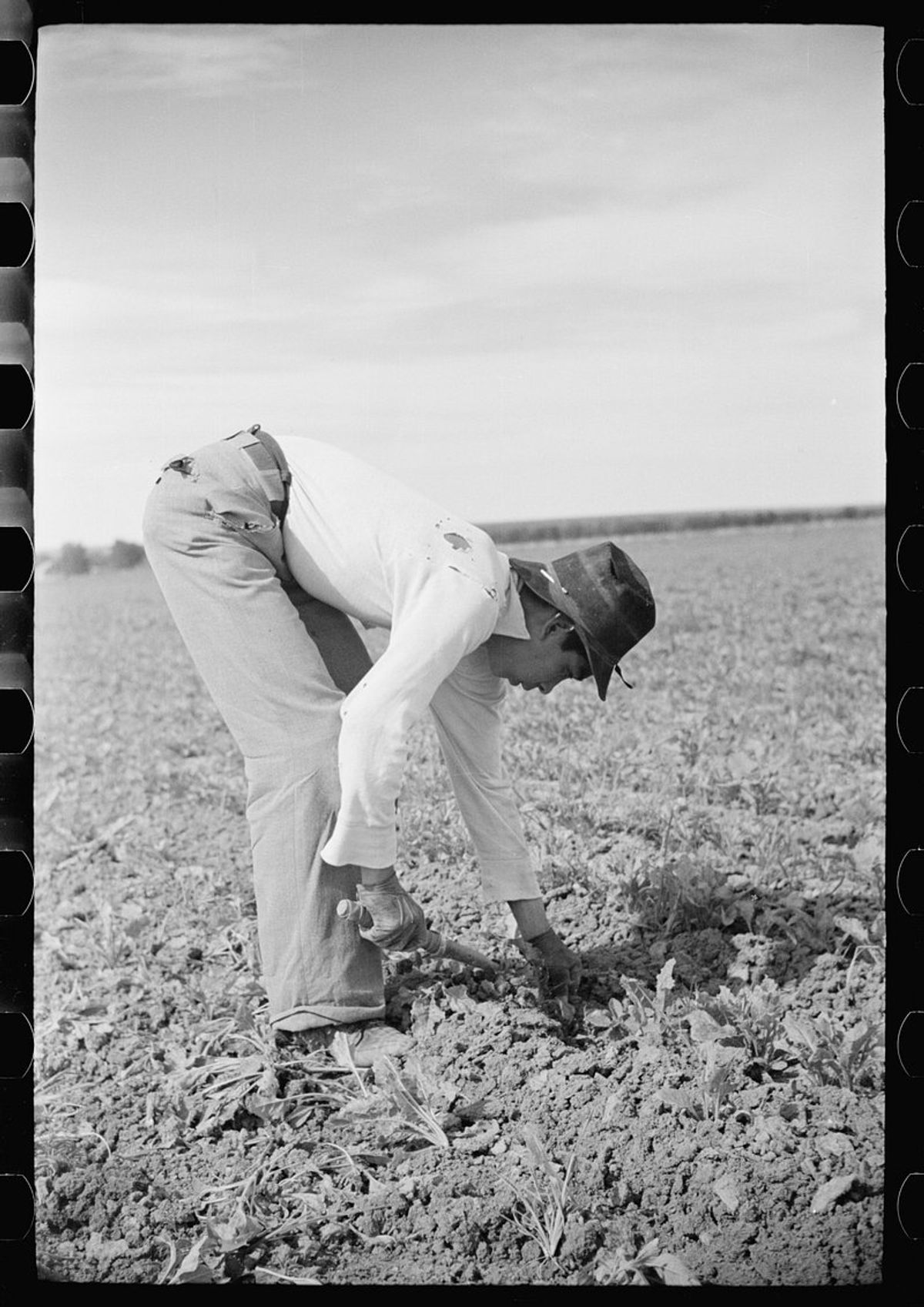 5. Pest Management Strategies