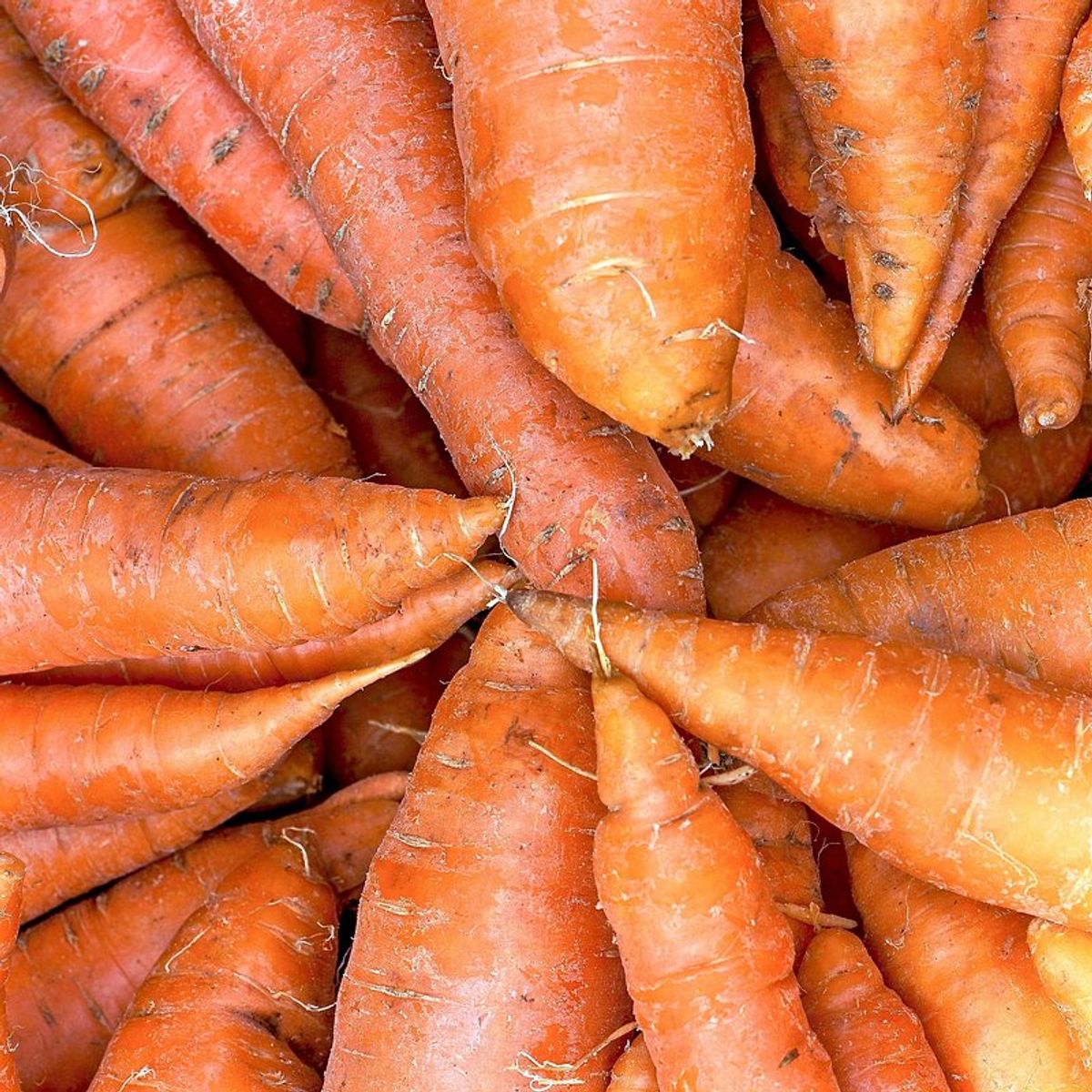 Nurturing Your Carrots: Watering, Weeding, and Mulching