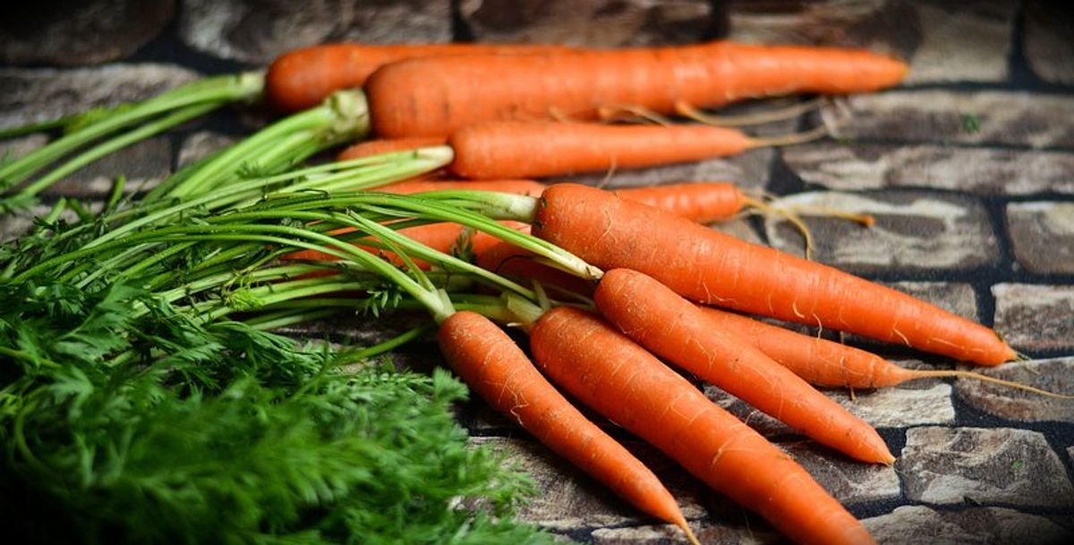 Troubleshooting Common Carrot Problems