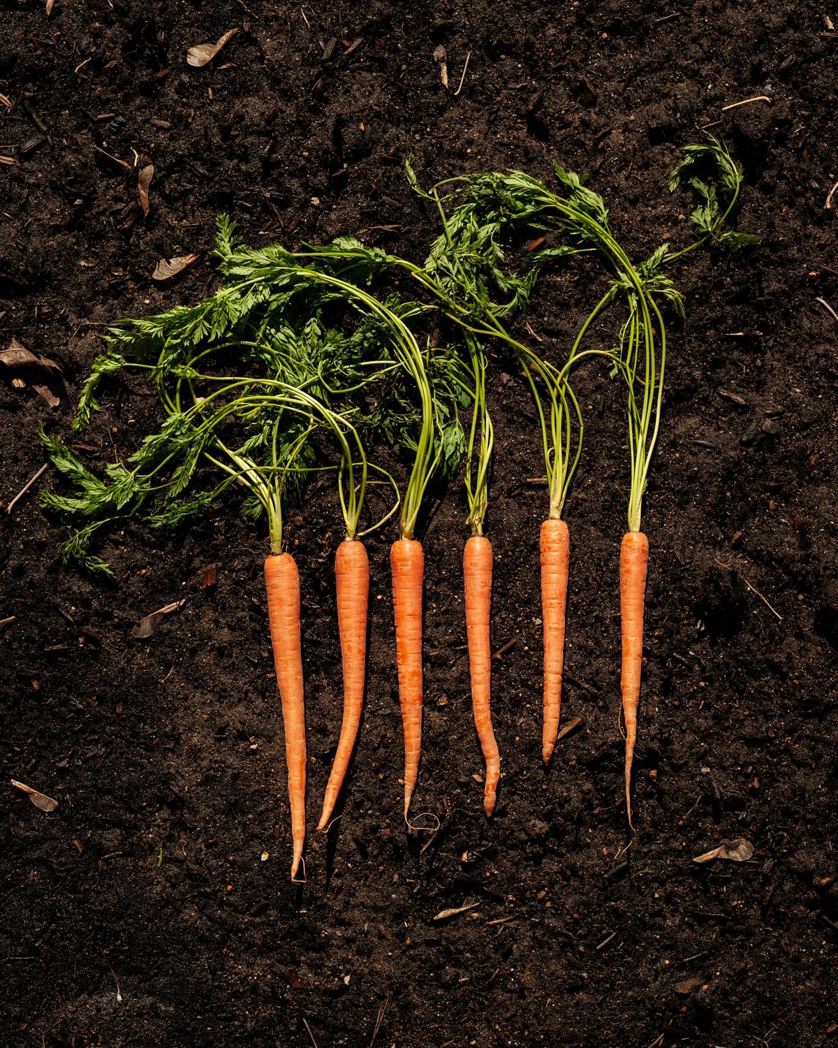Harvesting and Storing: Enjoying the Fruits of Your Labor