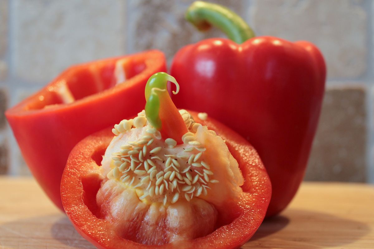 Preparing for Bell Pepper Cultivation