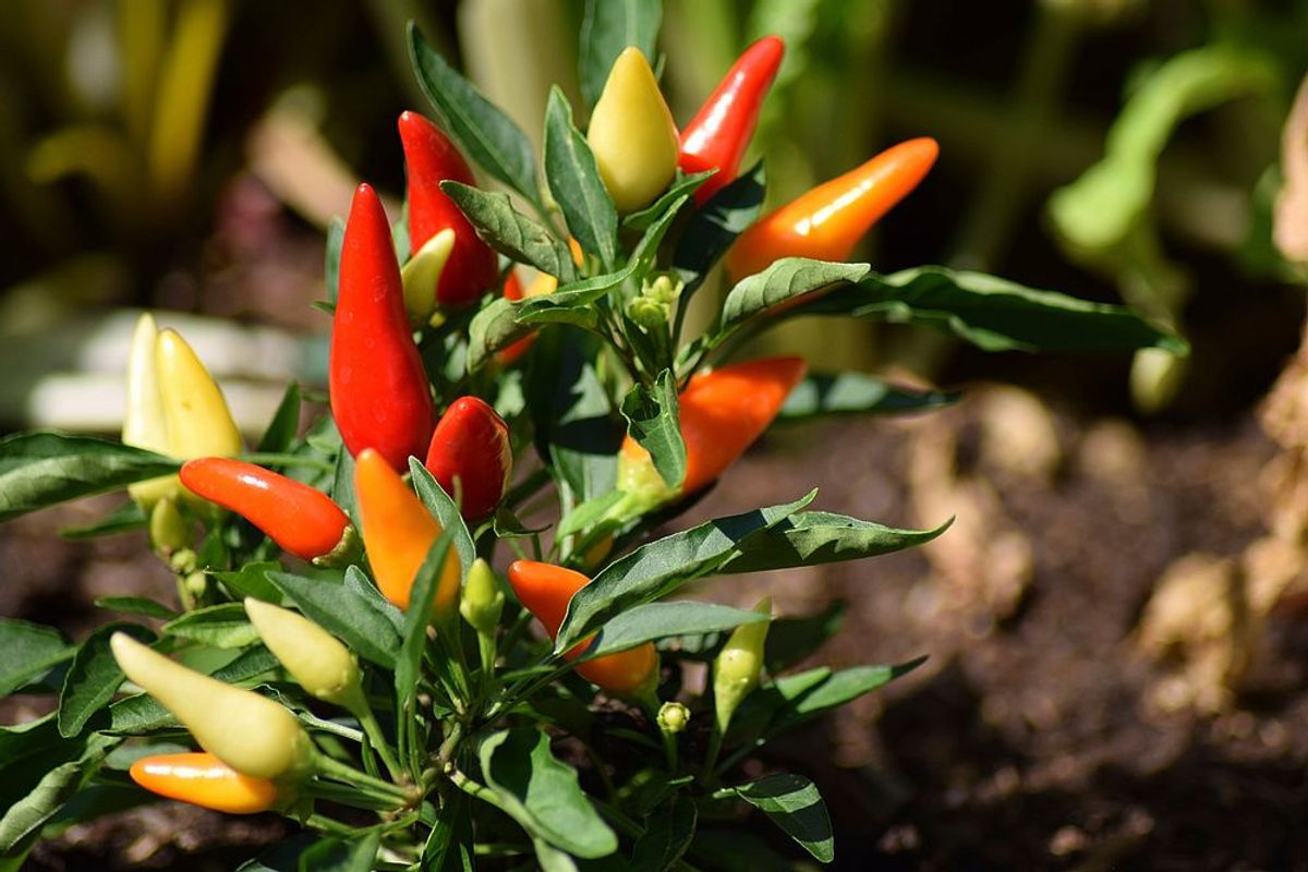 Planting Bell Peppers
