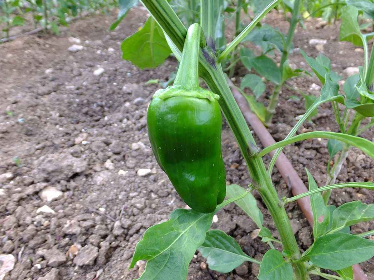 Nurturing Your Bell Pepper Plants