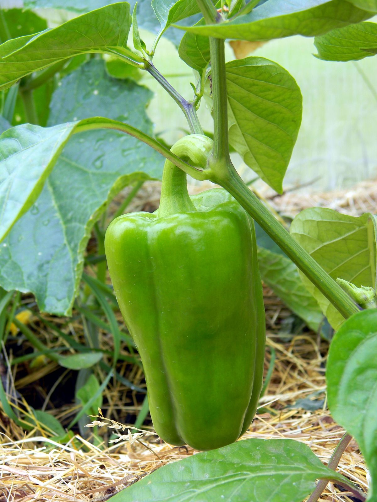 Protecting Bell Peppers from Pests and Diseases