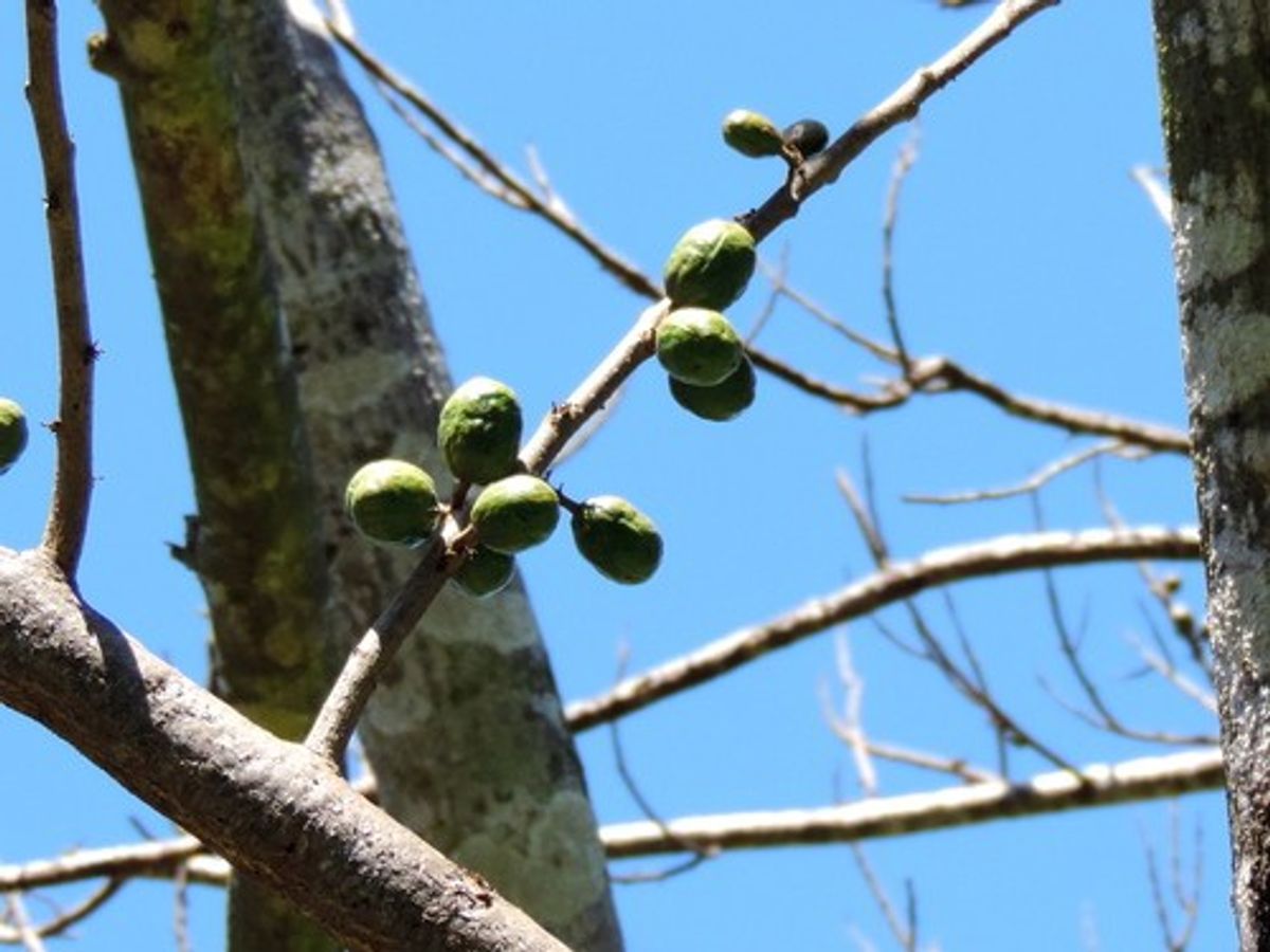 2. Prune Fruit Trees