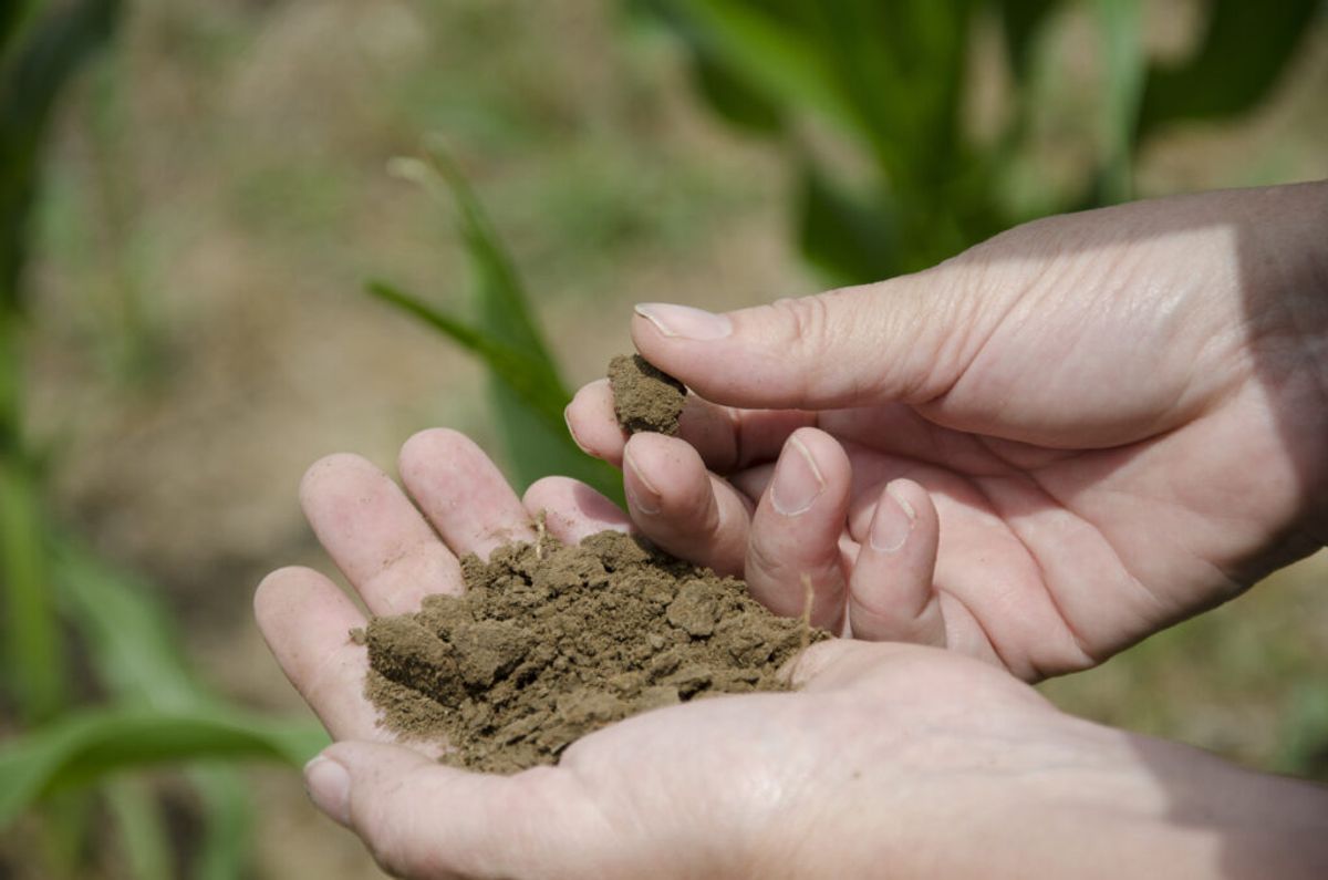 3. Test the Soil