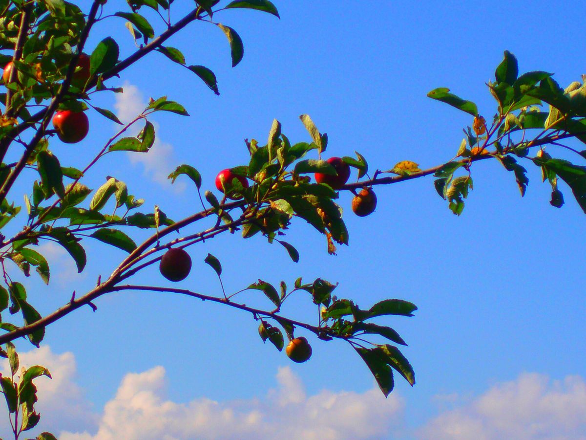 4. Thin Fruit & Support Branches