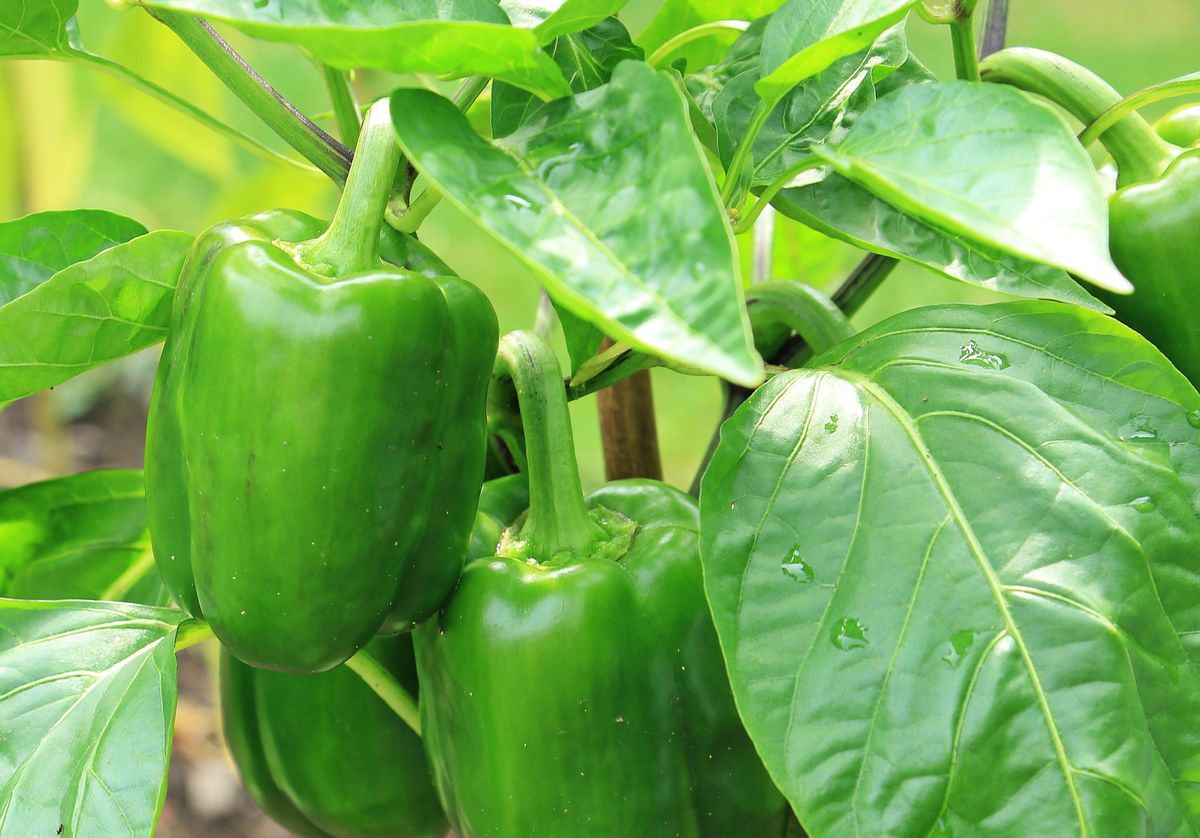 Harvesting and Enjoying Your Bell Peppers