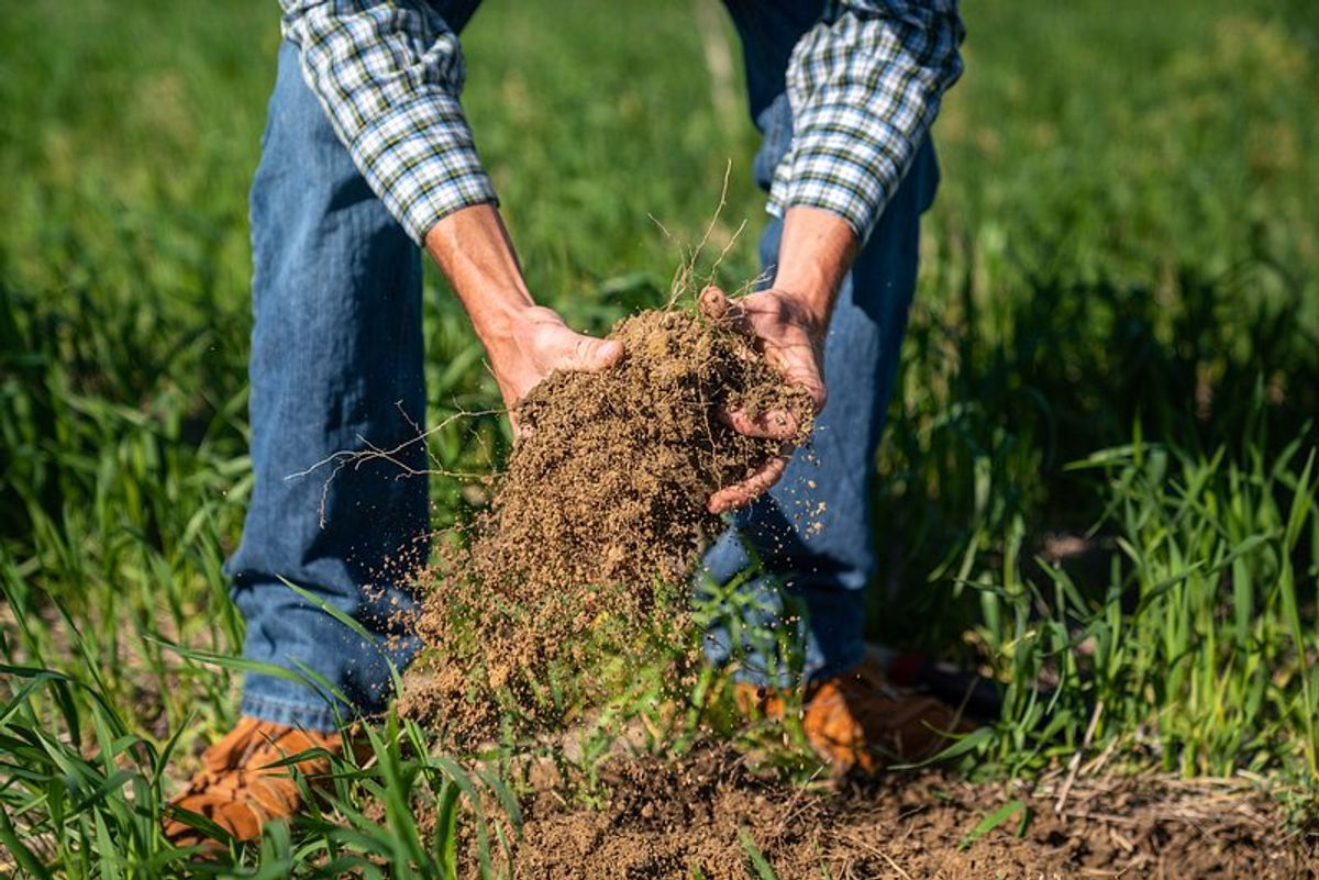 Preparing the Ground: Soil and Site Selection for Carrots